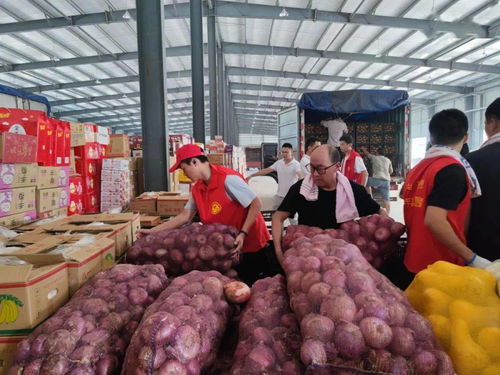 魯豫同心，蔬果傳情 聊城25噸新鮮蔬果馳援河南