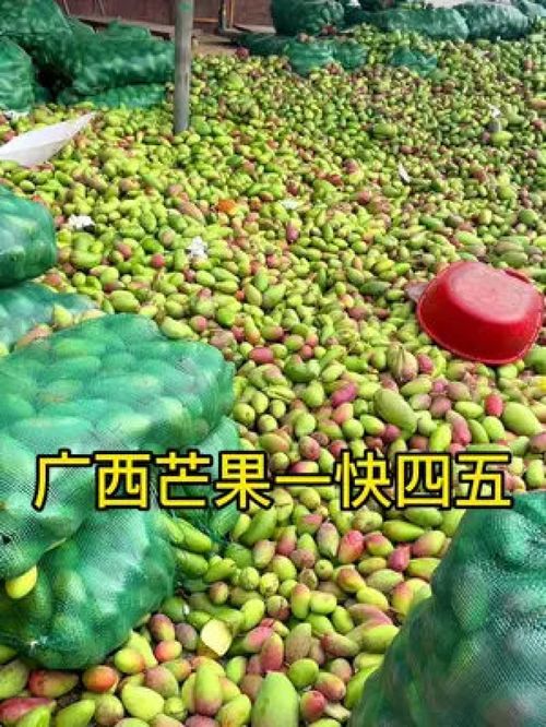 從枝頭到舌尖 百色金煌芒，新鮮應季的優質農產品